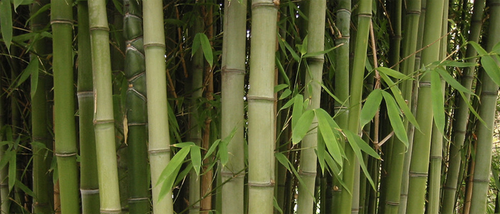 matériau de construction : le bambou