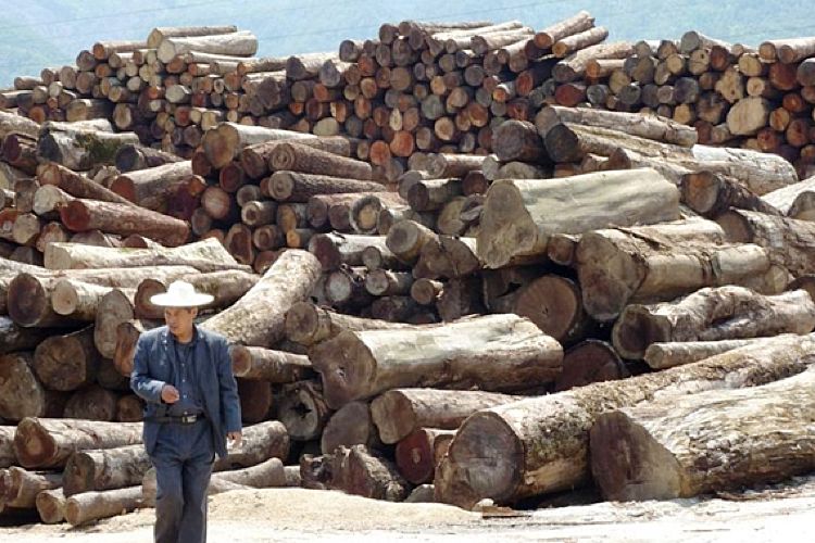 La majeure partie du bois tropical importé en France est d'origine chinoise