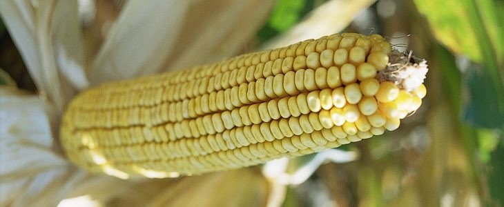 Epi de maïs OGM