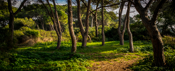 Une forêt enchantée dans la Baie de Cannes
