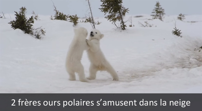 nature ours polaires