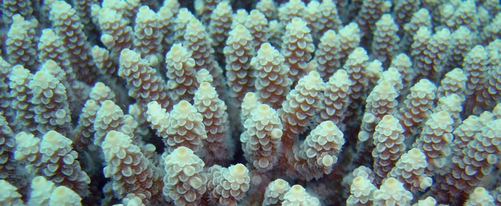 Changement climatique et coraux