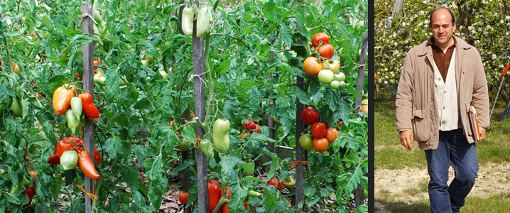 culture bio tomates