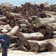 La majeure partie du bois tropical importé en France est d'origine chinoise