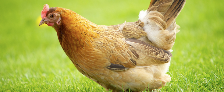 Poules a Barsac