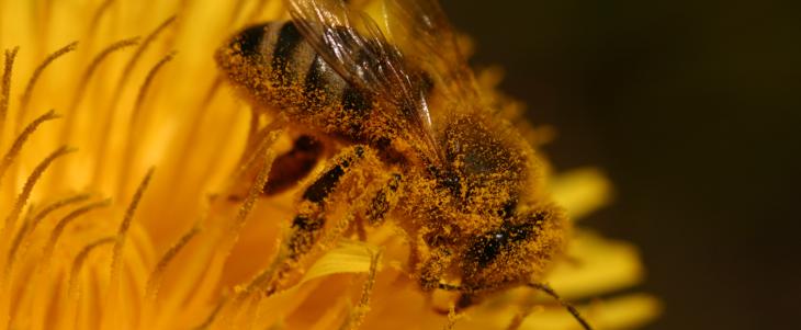 Abeille butinant