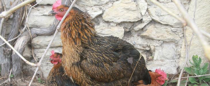 Nouvelle épidémie de grippe aviaire en Chine