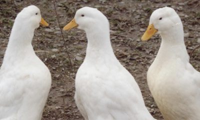 canard pour lutter contre les limaces