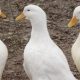 canard pour lutter contre les limaces