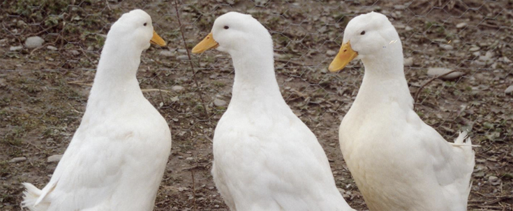 canard pour lutter contre les limaces