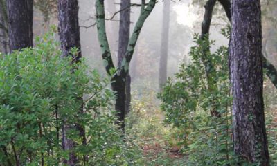 Forêt et FAO