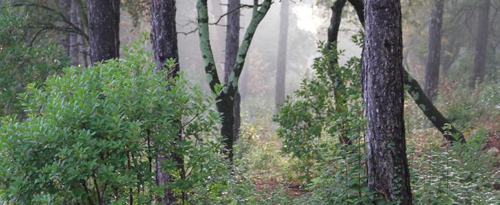 Forêt et FAO