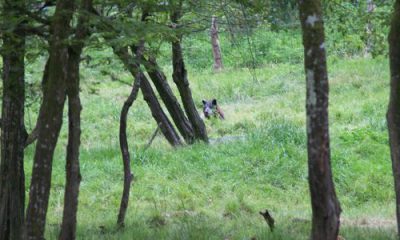 Le loup est de retour dans les Vosges