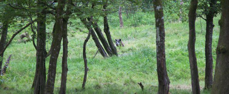 Le loup est de retour dans les Vosges