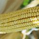 Epi de maïs OGM