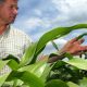 Monsanto retire ses demandes d'autorisations de culture d'OGM