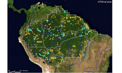 Forêt amazonienne