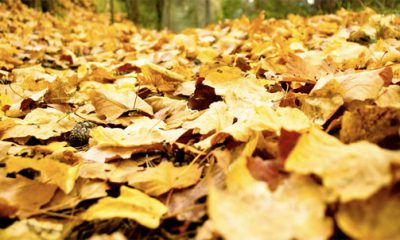 que faire des feuilles mortes