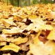 que faire des feuilles mortes