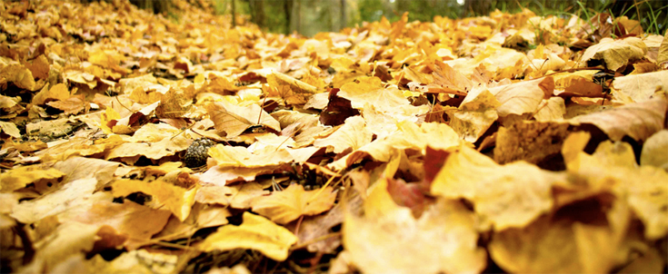 que faire des feuilles mortes