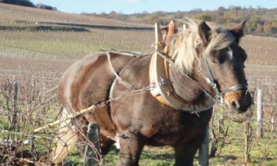 Cheval dans des vignes en biodynamie du Domaine de la Romanée Conti © La Fontaine des Sens.