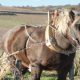 Cheval dans des vignes en biodynamie du Domaine de la Romanée Conti © La Fontaine des Sens.