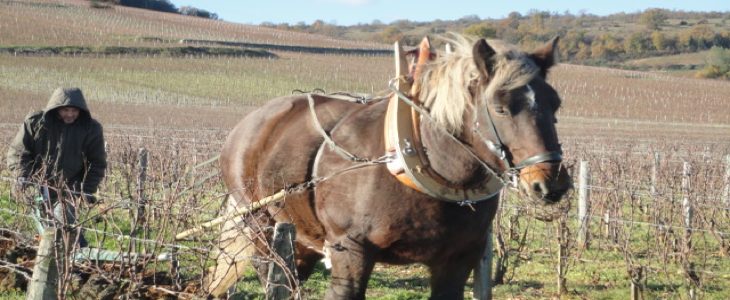 Cheval dans des vignes en biodynamie du Domaine de la Romanée Conti © La Fontaine des Sens.