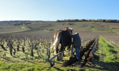 Vigne de vin nature