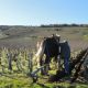 Vigne de vin nature