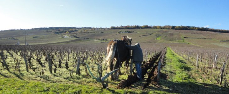 Vigne de vin nature