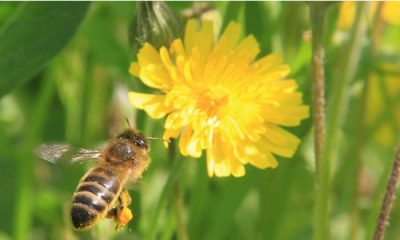 Abeille domestique