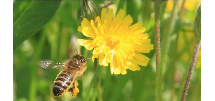 Abeille domestique