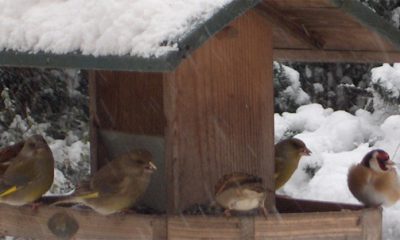 mangeoire à oiseaux