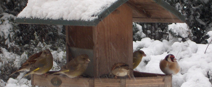 mangeoire à oiseaux