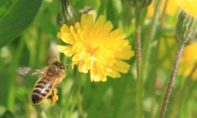 Abeille butineuse