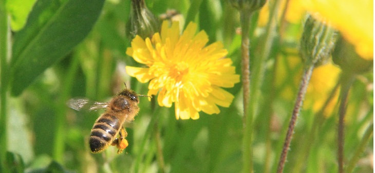 Abeille butineuse