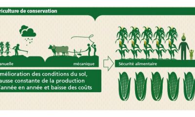 L'agriculture de conservation pour lutter contre la faim