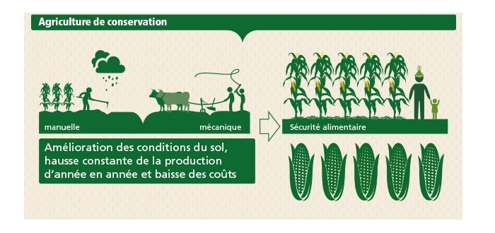 L'agriculture de conservation pour lutter contre la faim