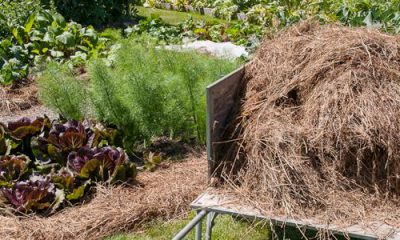 paillage jardin et potager