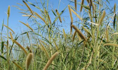 Biocarburant de deuxième génération et herbe à éléphants