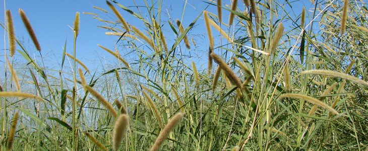 Biocarburant de deuxième génération et herbe à éléphants