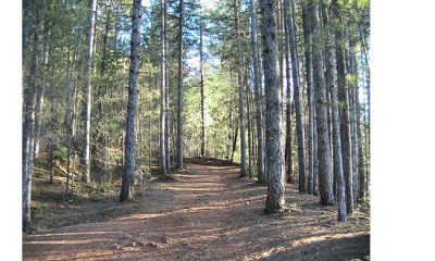 Chemin forestier