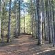 Chemin forestier