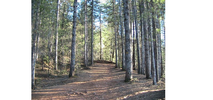 Chemin forestier