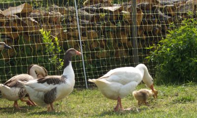 animaux êtres vivants sensibles