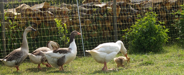 animaux êtres vivants sensibles