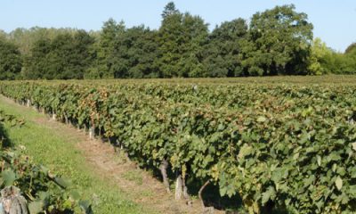 viticulture et pesticides à l'arsenic