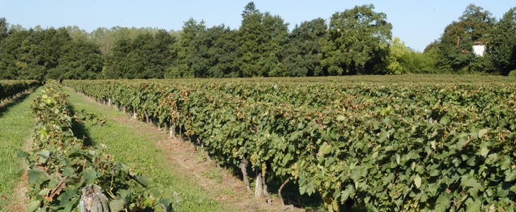 viticulture et pesticides à l'arsenic