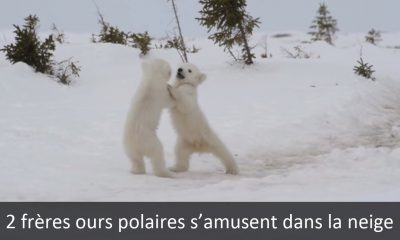 Ours polaires