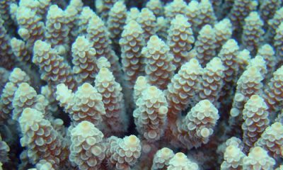 Changement climatique et coraux